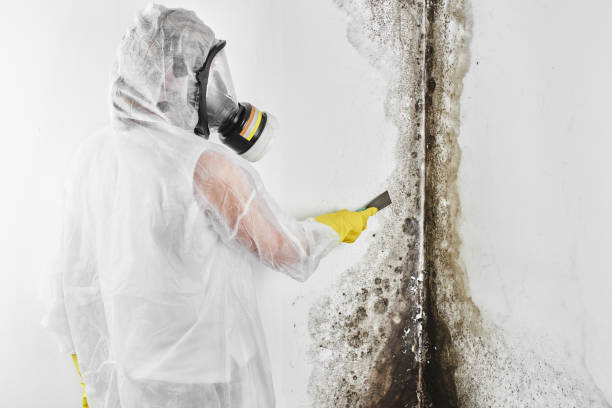 Best Residential Mold Removal  in Kenton, TN