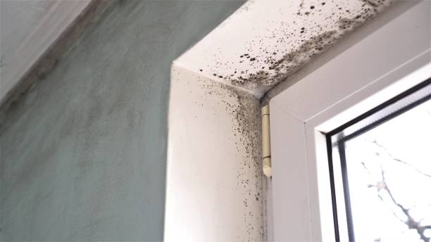 Best Attic Mold Removal  in Kenton, TN