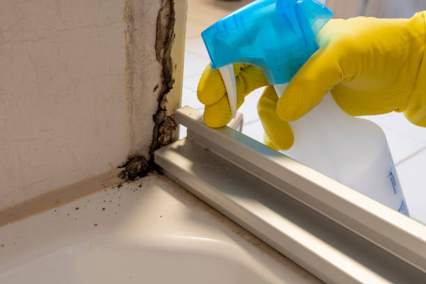 Crawl Space Mold Removal in Kenton, TN