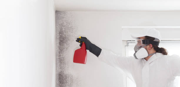 Best Certified Mold Removal  in Kenton, TN